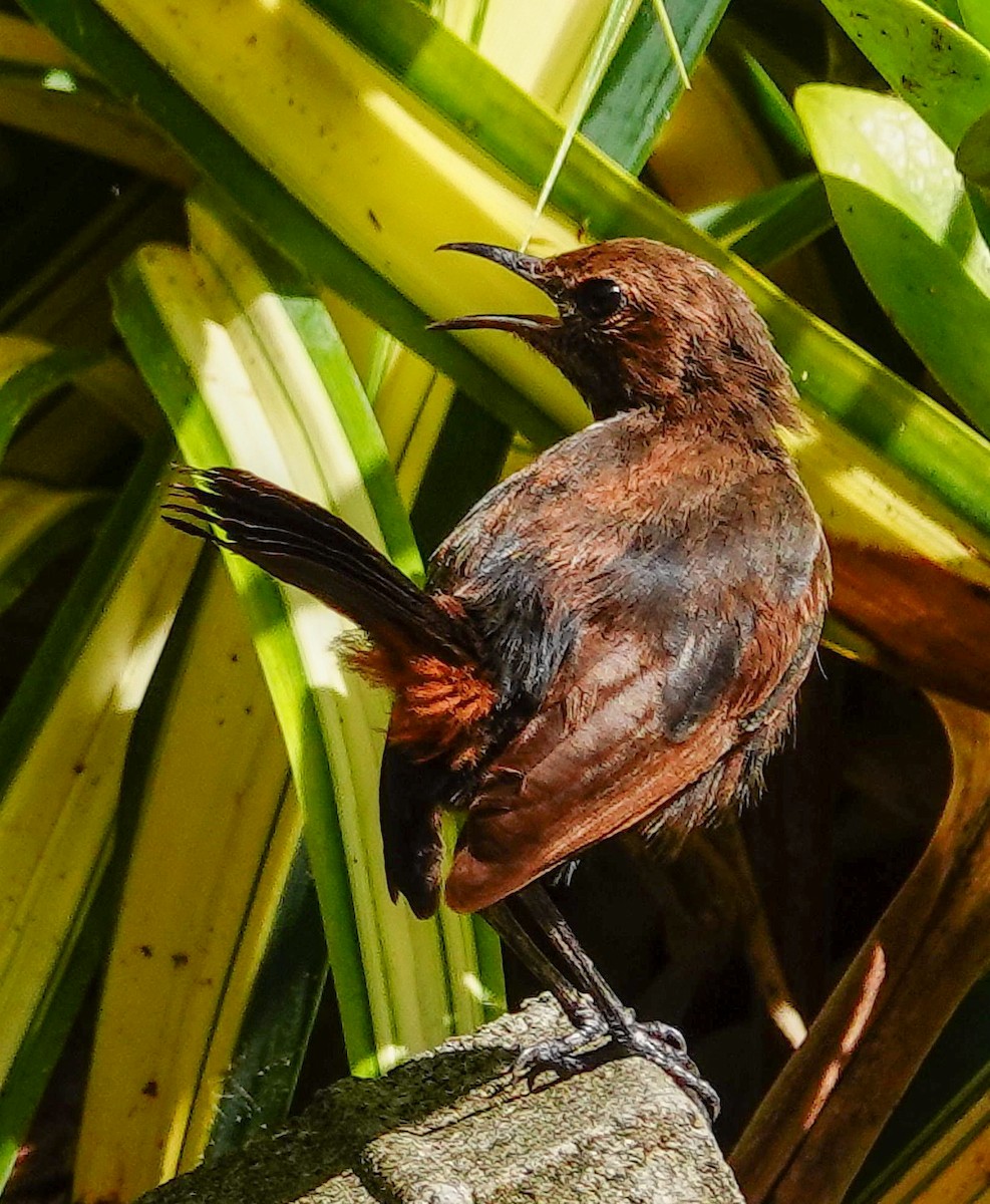 Indian Robin - ML647551970