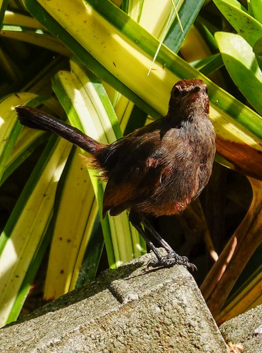 Indian Robin - ML647551971