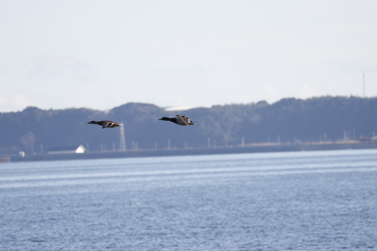 Крижень звичайний - ML647551972