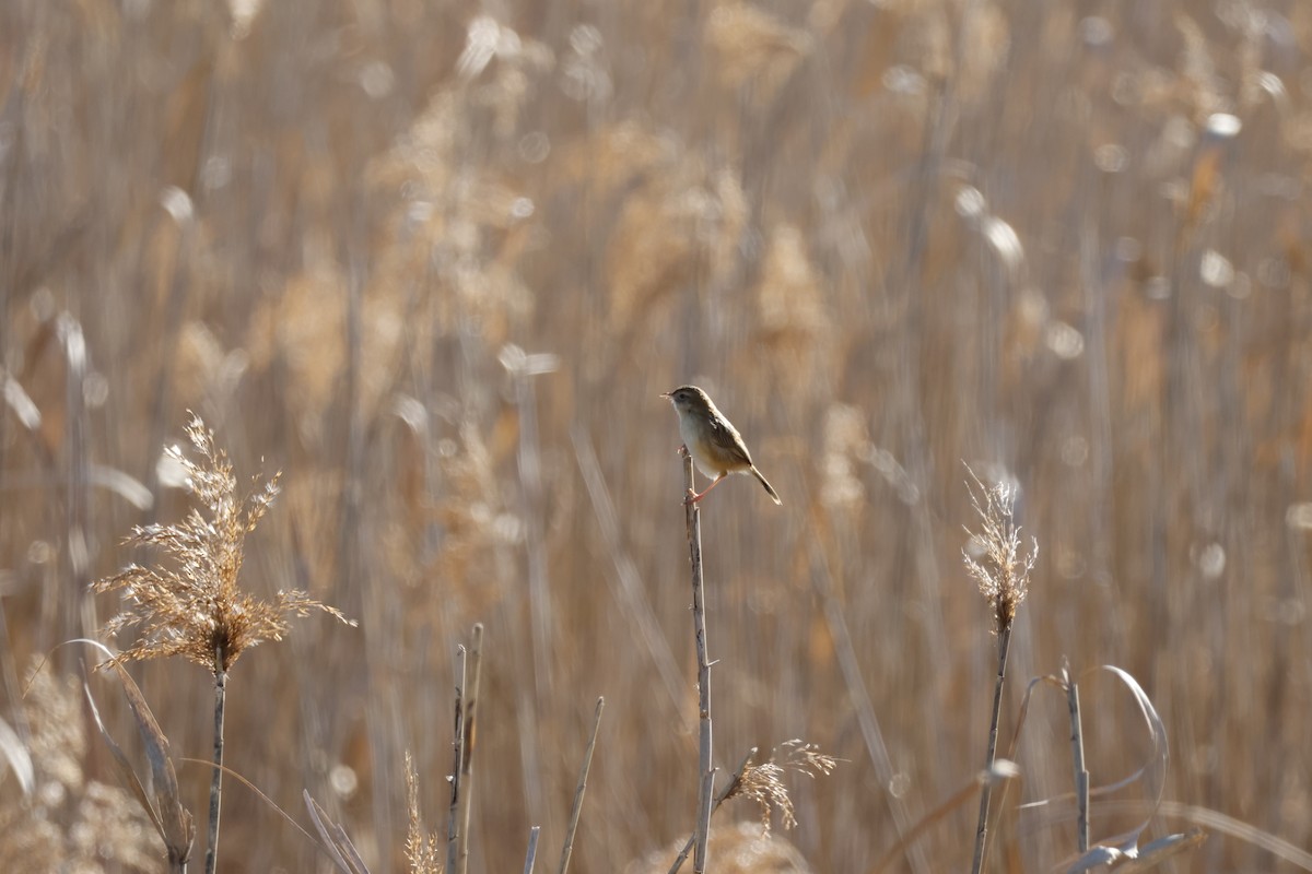 Таміка віялохвоста - ML647551976
