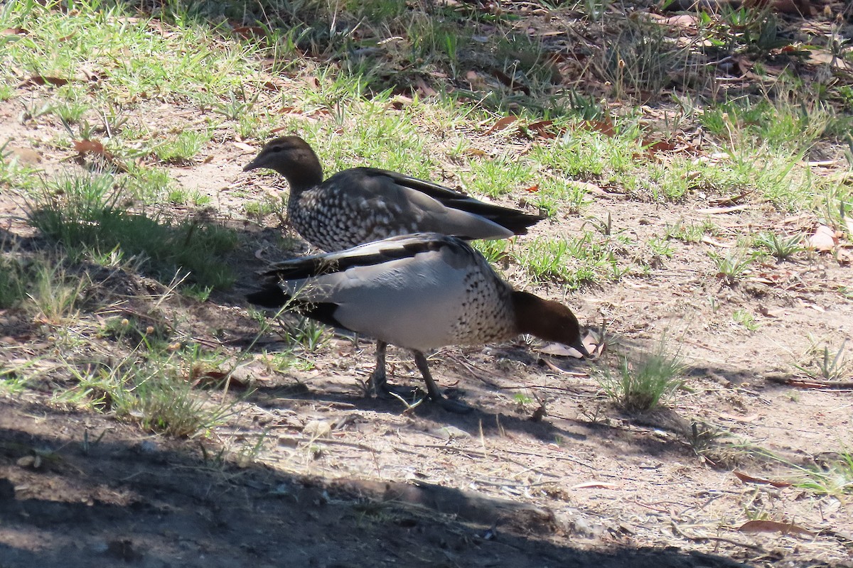 Maned Duck - ML647551977