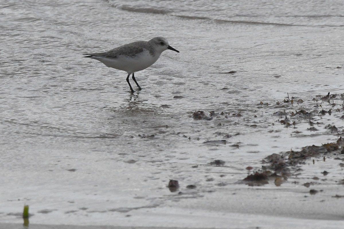 Sanderling - ML647551978