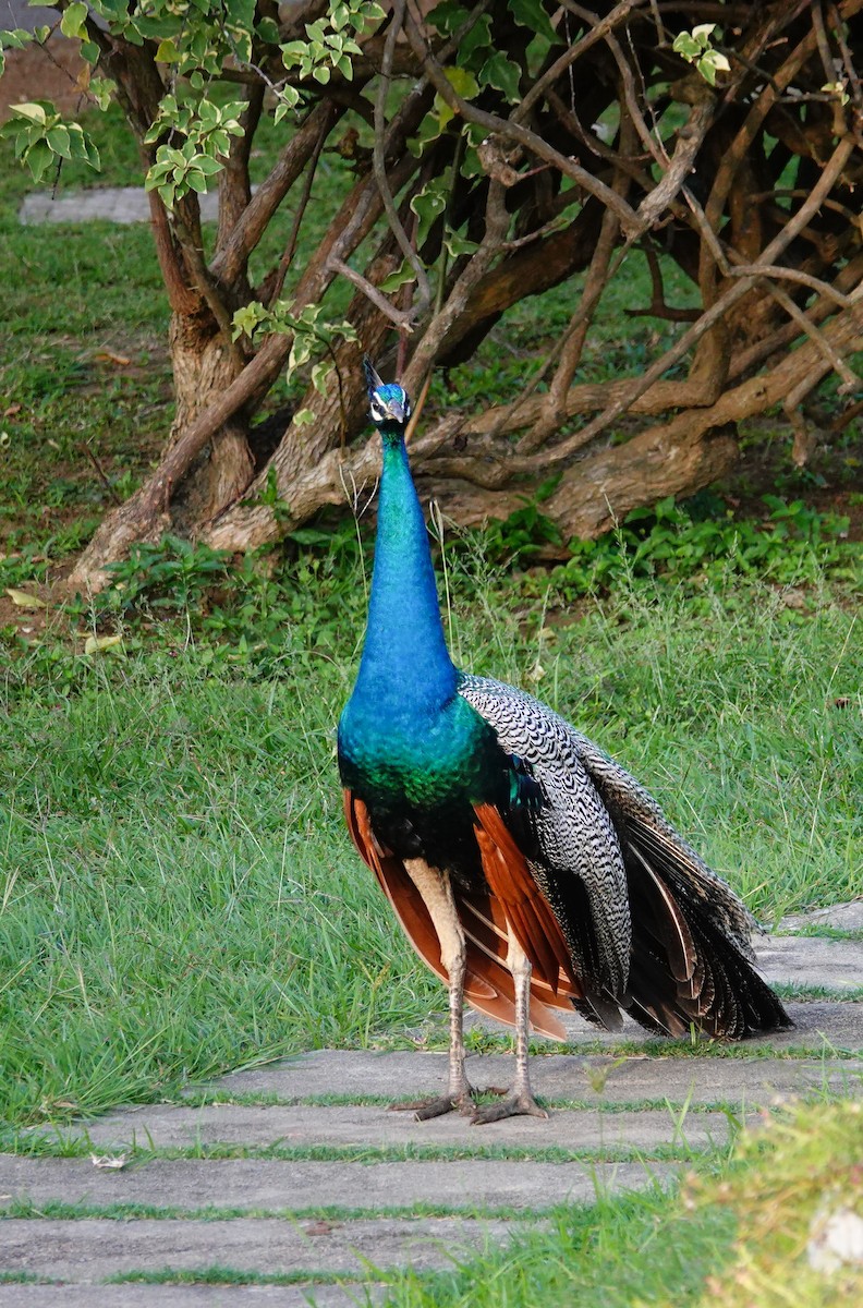 Indian Peafowl - ML647551979