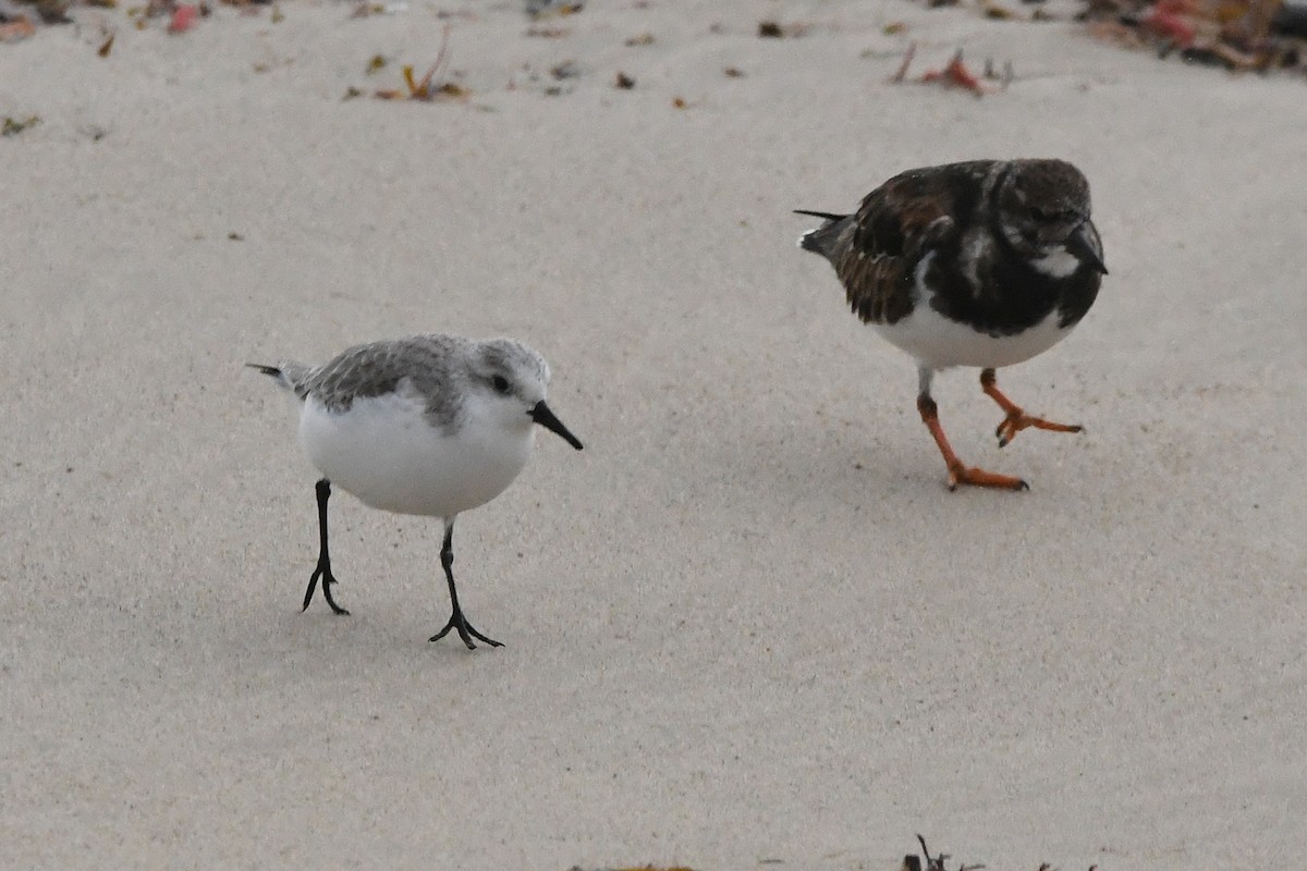 Sanderling - ML647551980