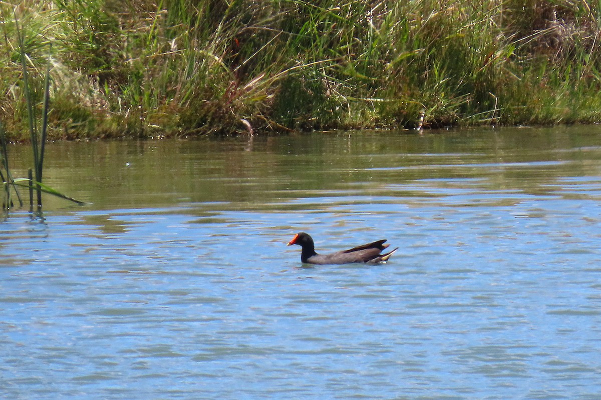 Dusky Moorhen - ML647551981