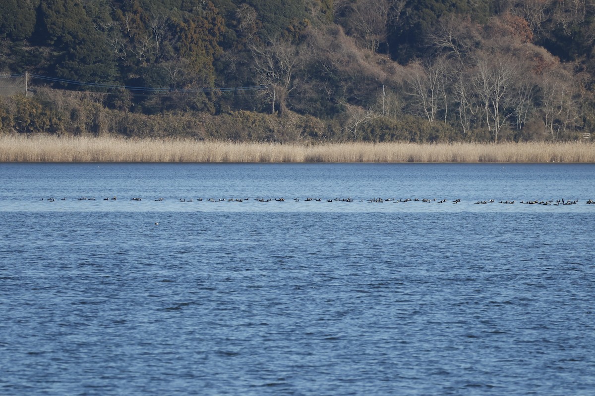 Баклан великий - ML647551982