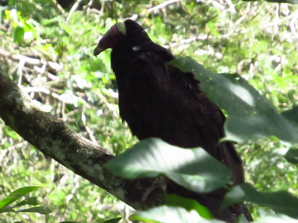 Turkey Vulture - ML647551983