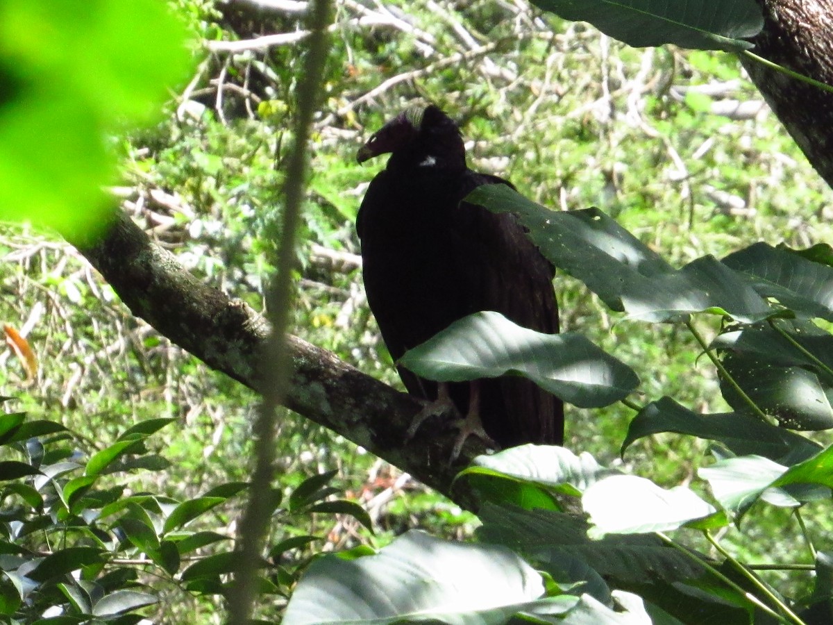 Turkey Vulture - ML647551984