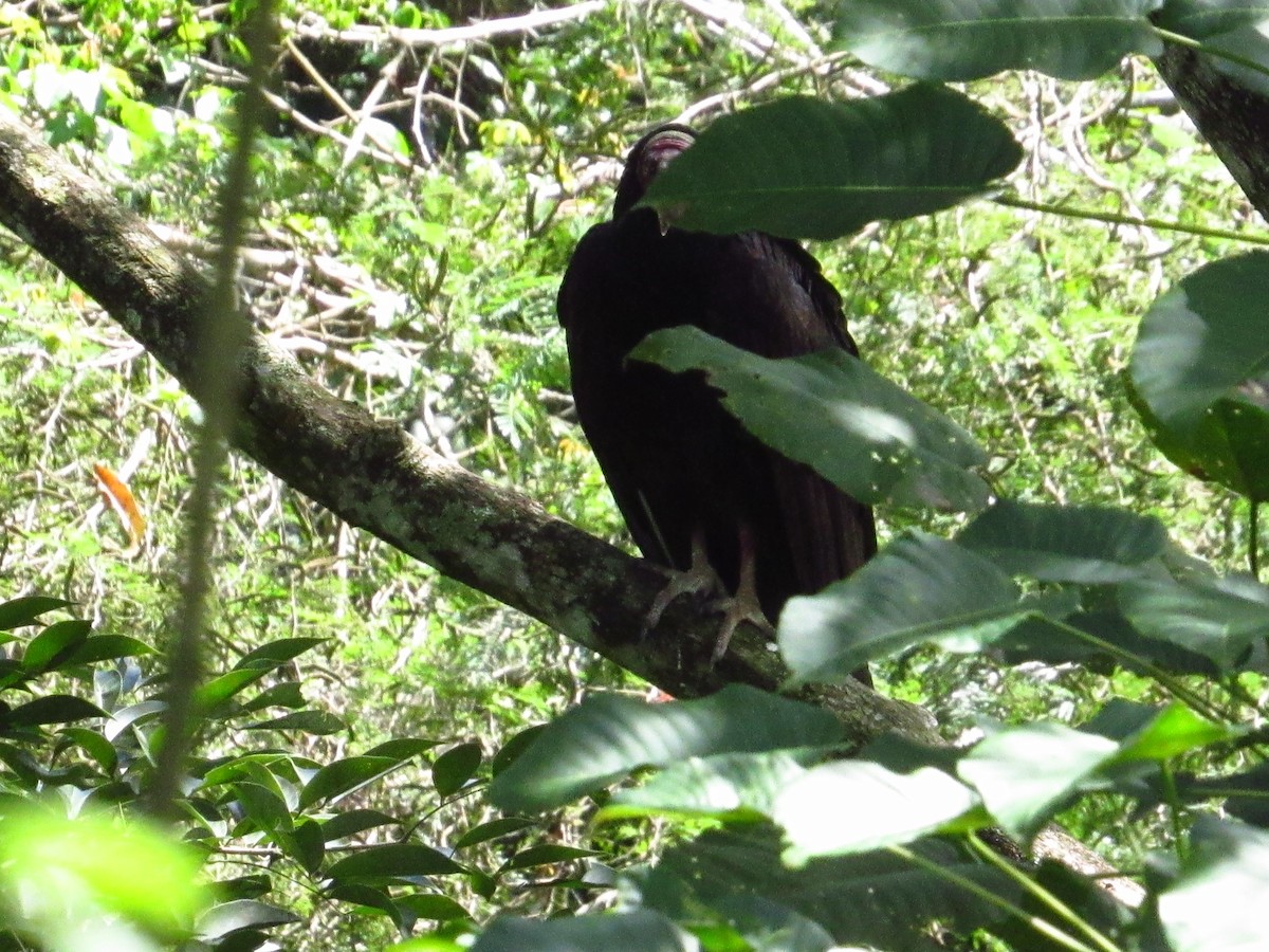 Turkey Vulture - ML647551985