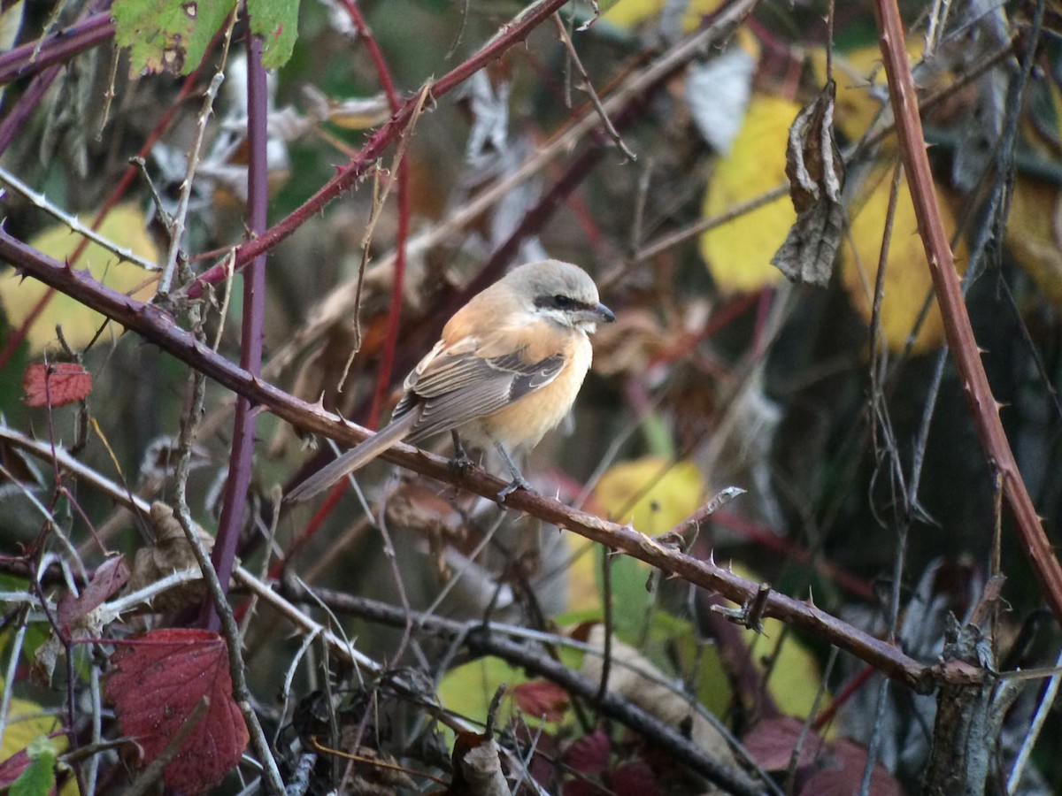 Long-tailed Shrike - ML647551986