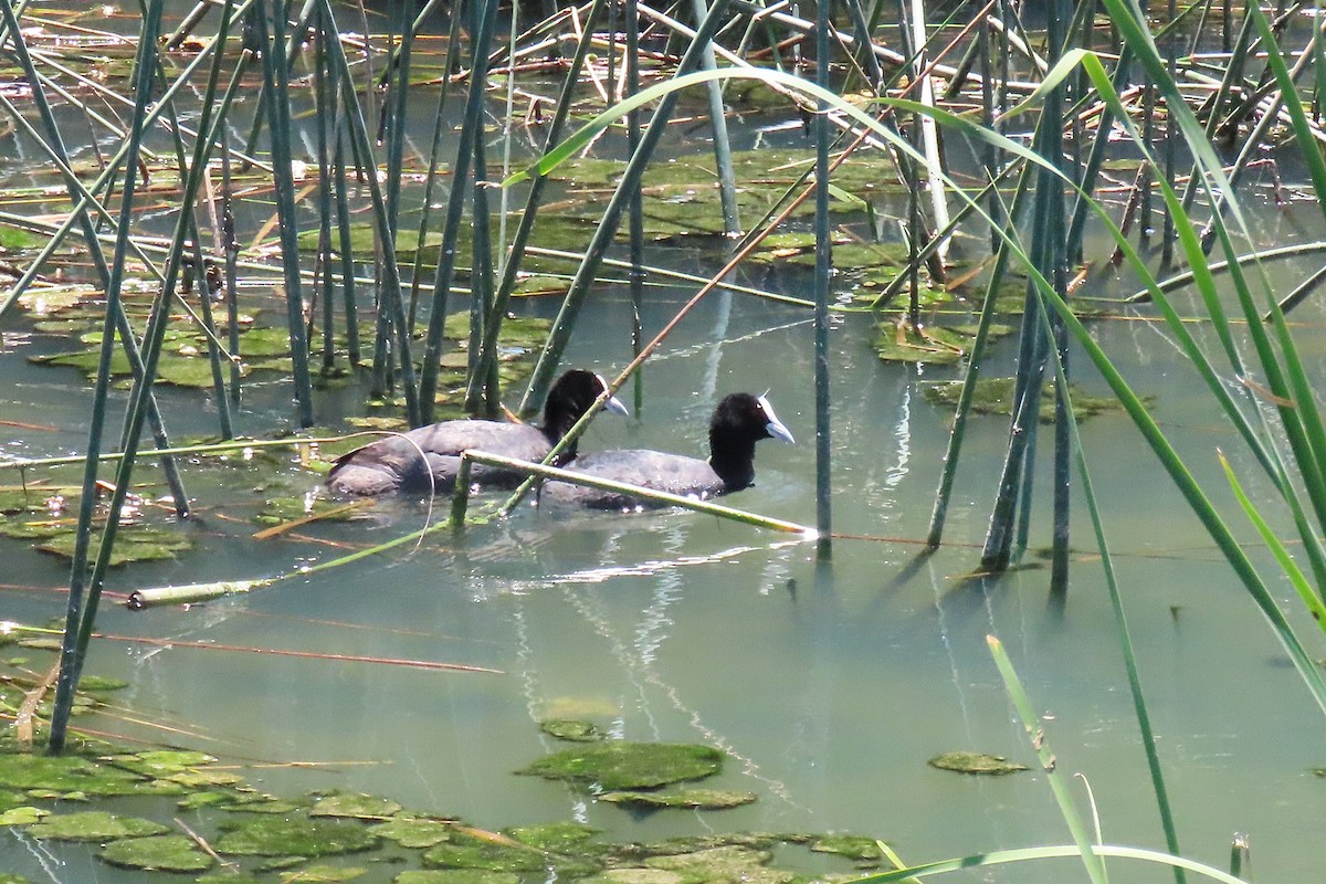 Eurasian Coot - ML647551987