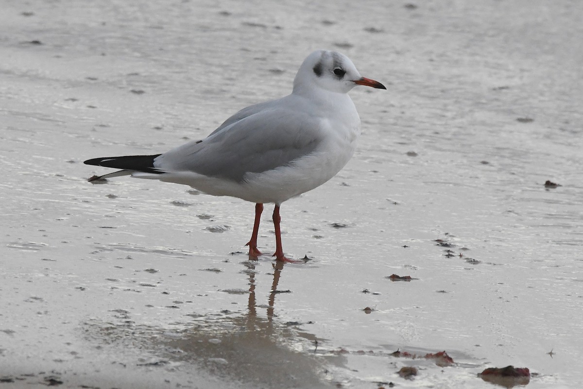 Black-headed Gull - ML647551989