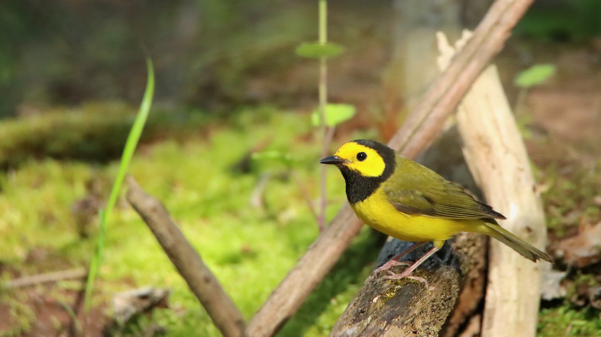 クロズキンアメリカムシクイ - ML647551991