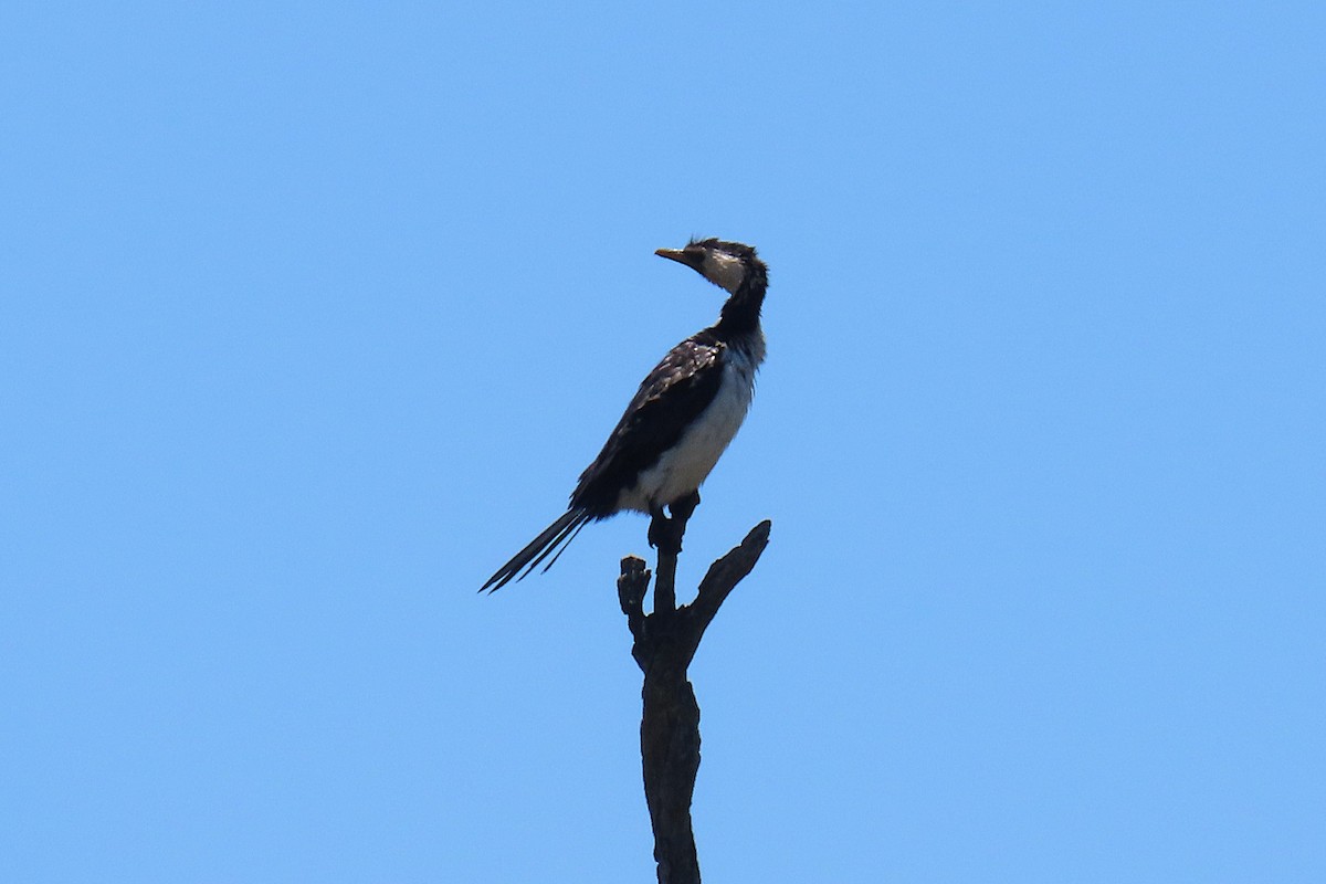 Little Pied Cormorant - ML647551992