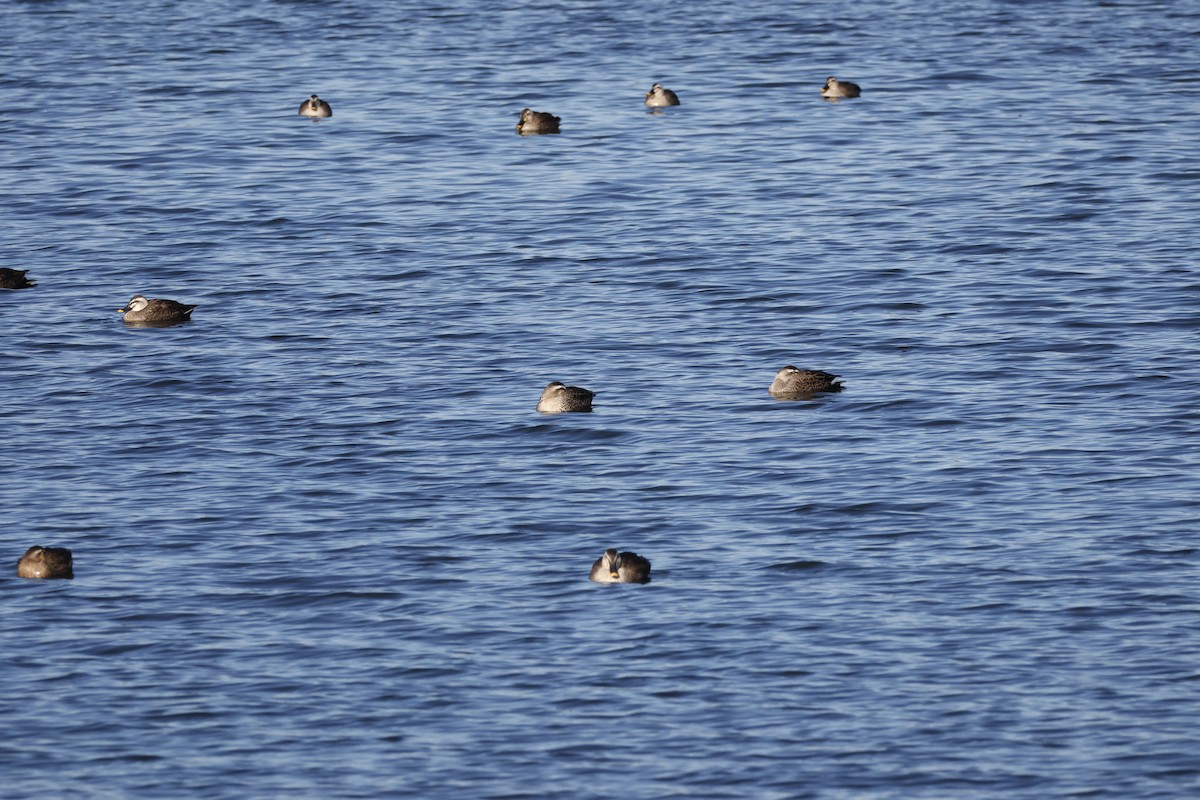 Крижень китайський - ML647551994