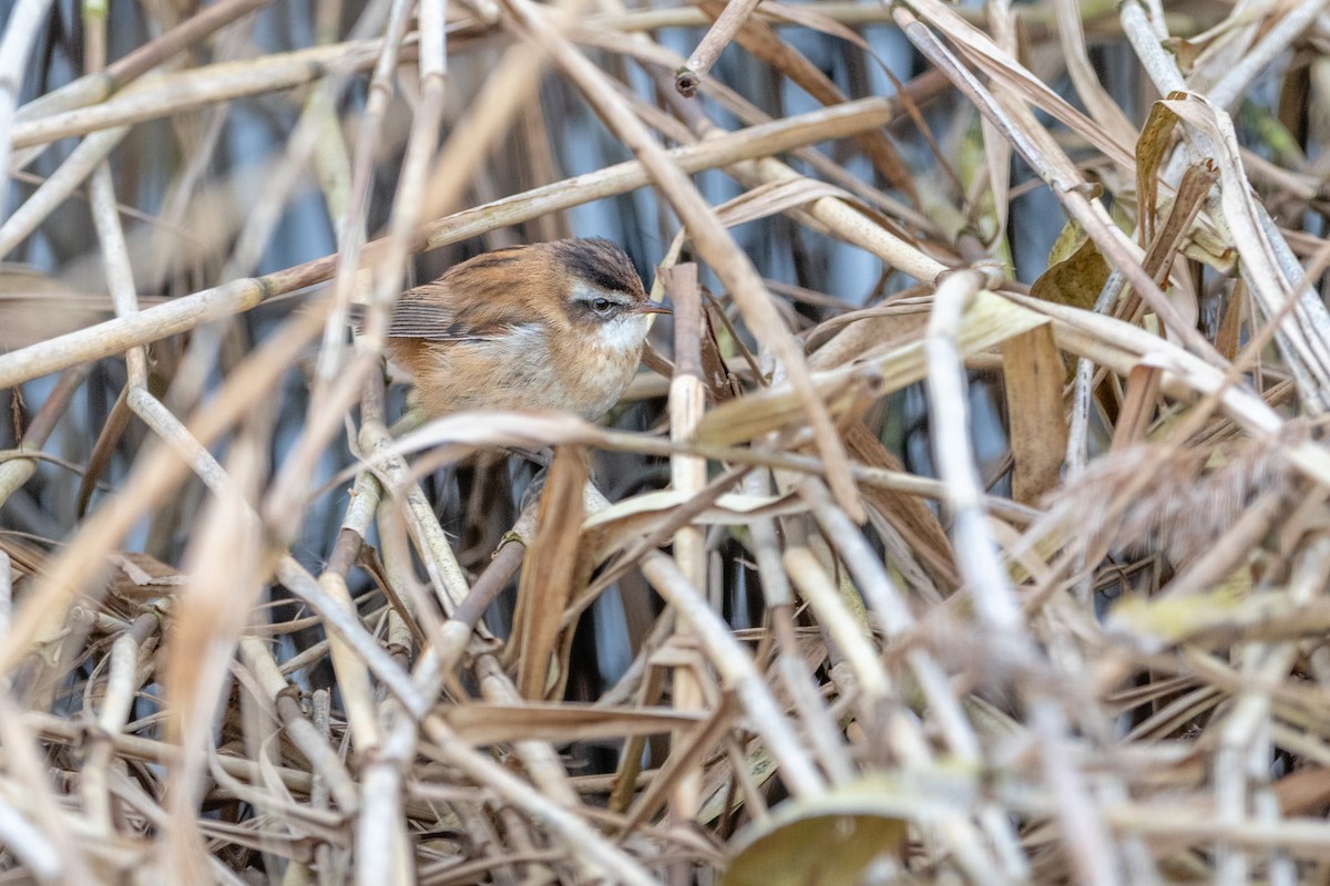 זמירון - ML647551995
