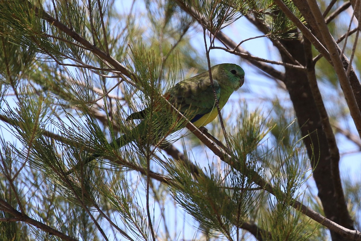 Red-rumped Parrot - ML647551996