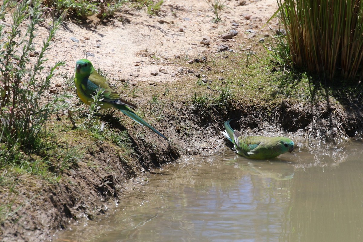 Red-rumped Parrot - ML647551997