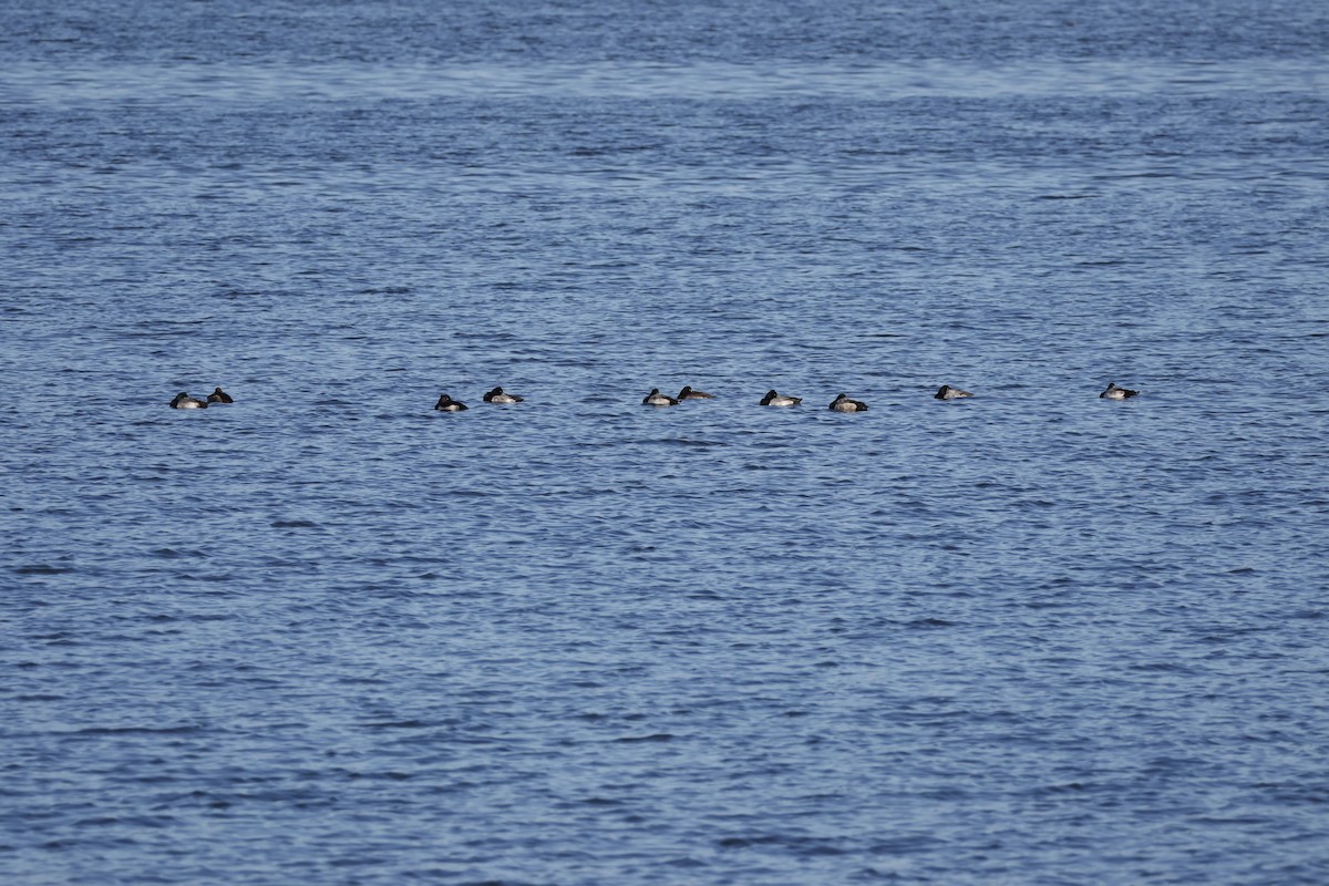 Чернь чубата - ML647551999