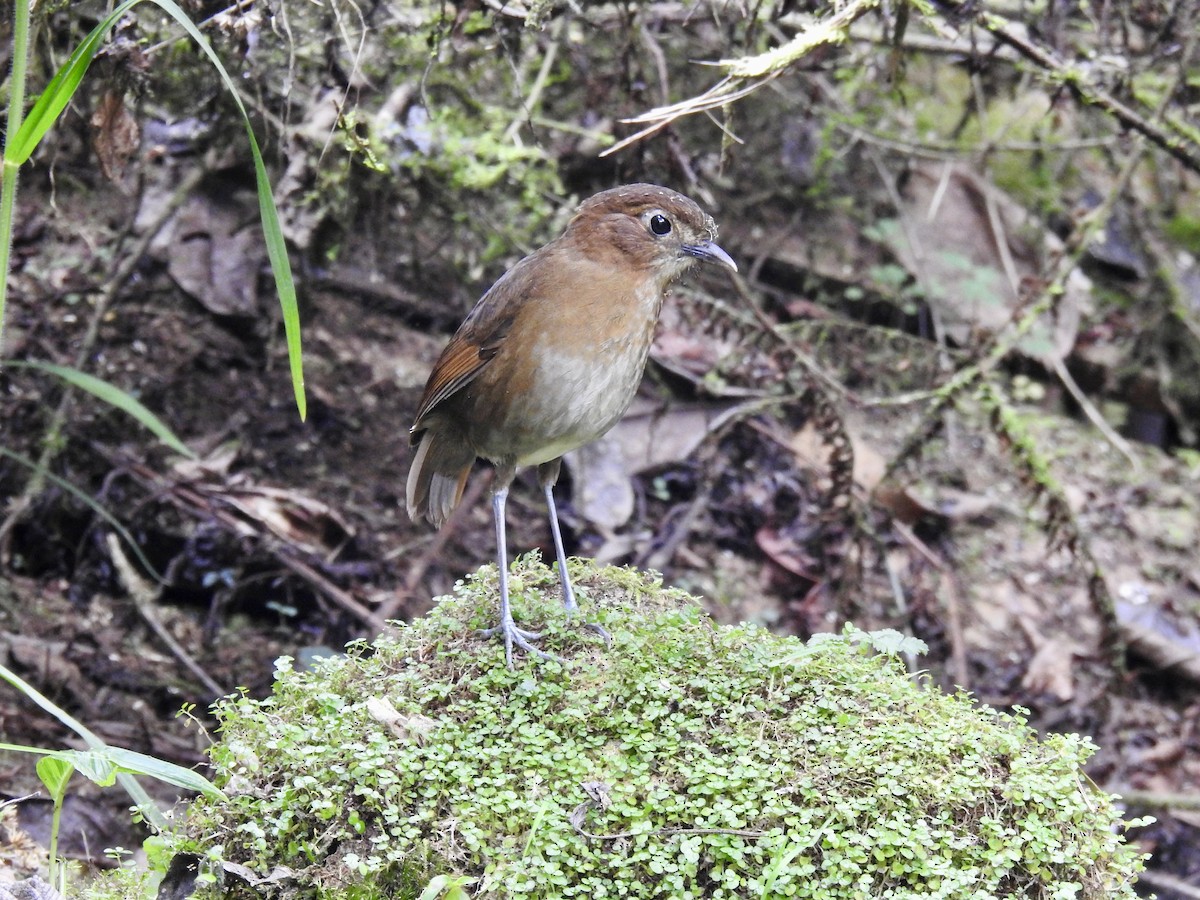 Brown-banded Antpitta - ML647552000