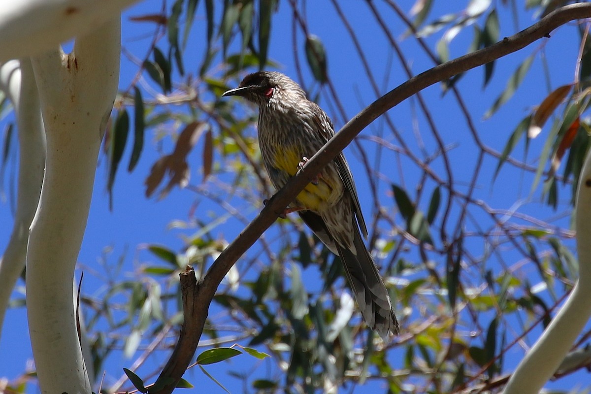 Red Wattlebird - ML647552001