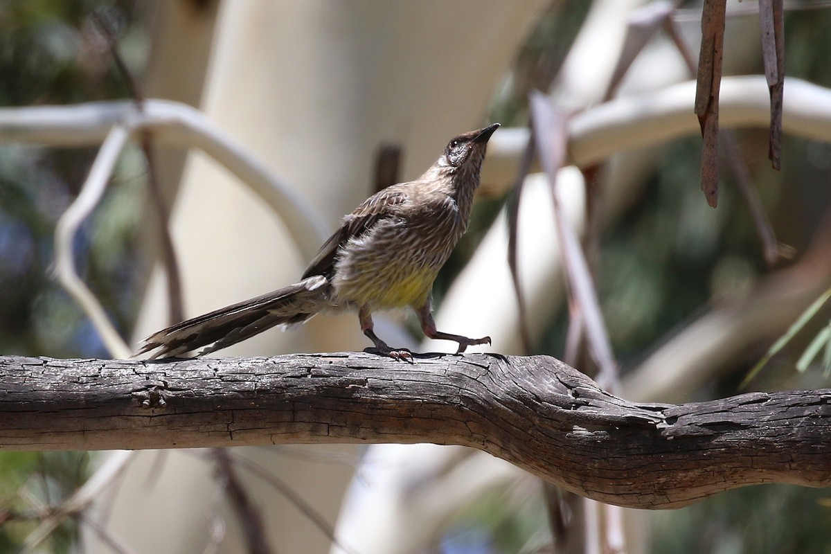 Red Wattlebird - ML647552002