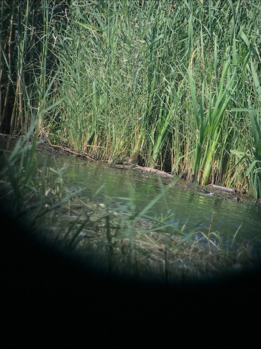 ברודית גמדית - ML647552003