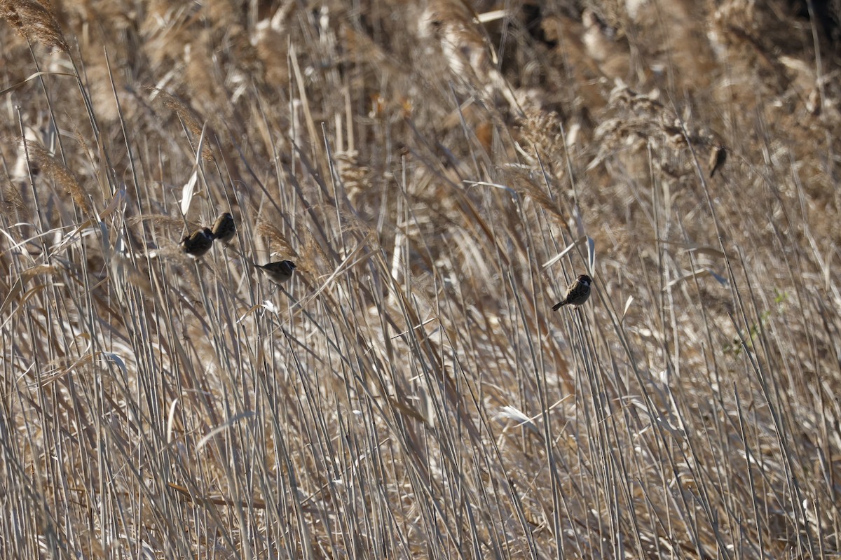 Горобець польовий - ML647552004