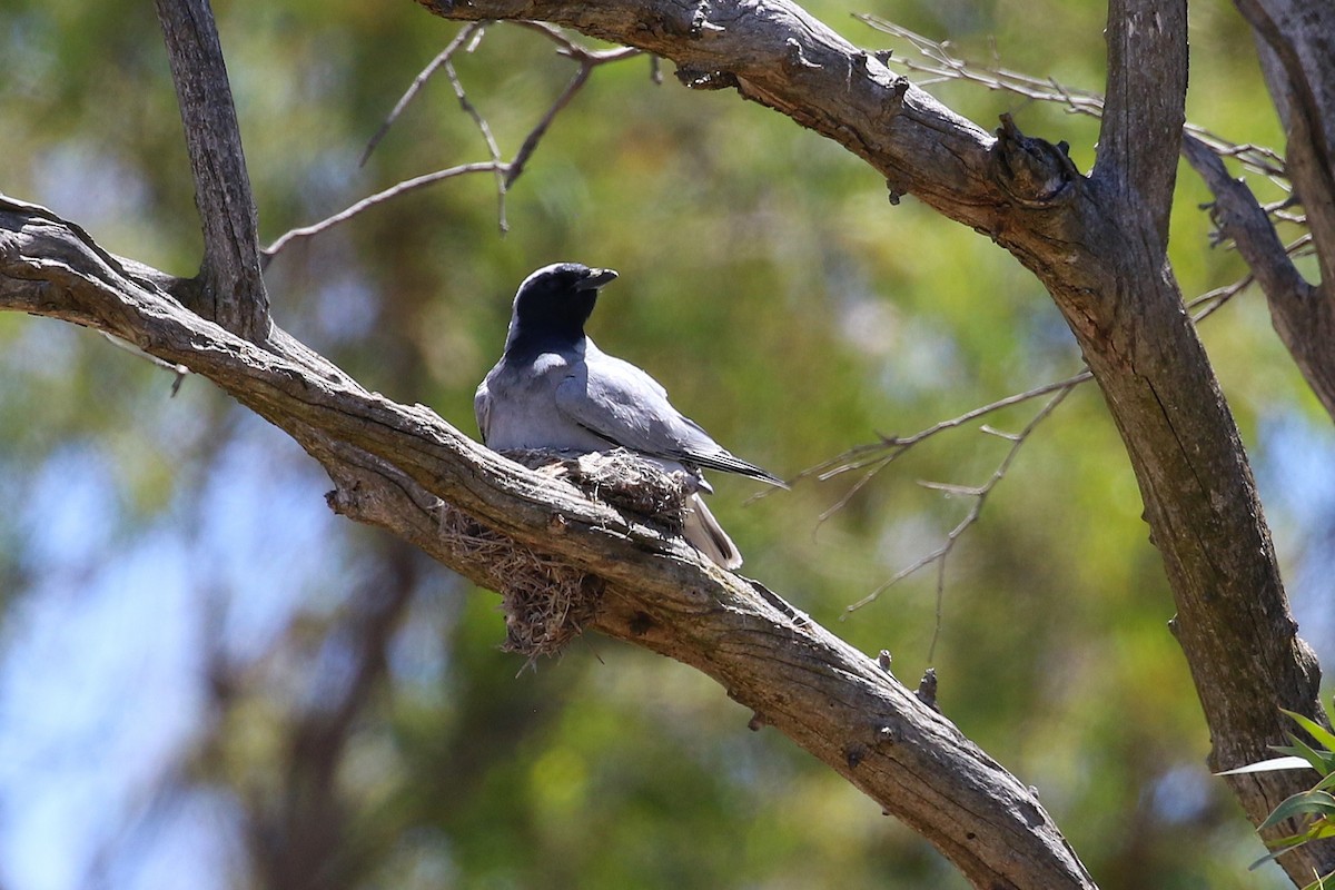 Black-faced Cuckooshrike - ML647552005