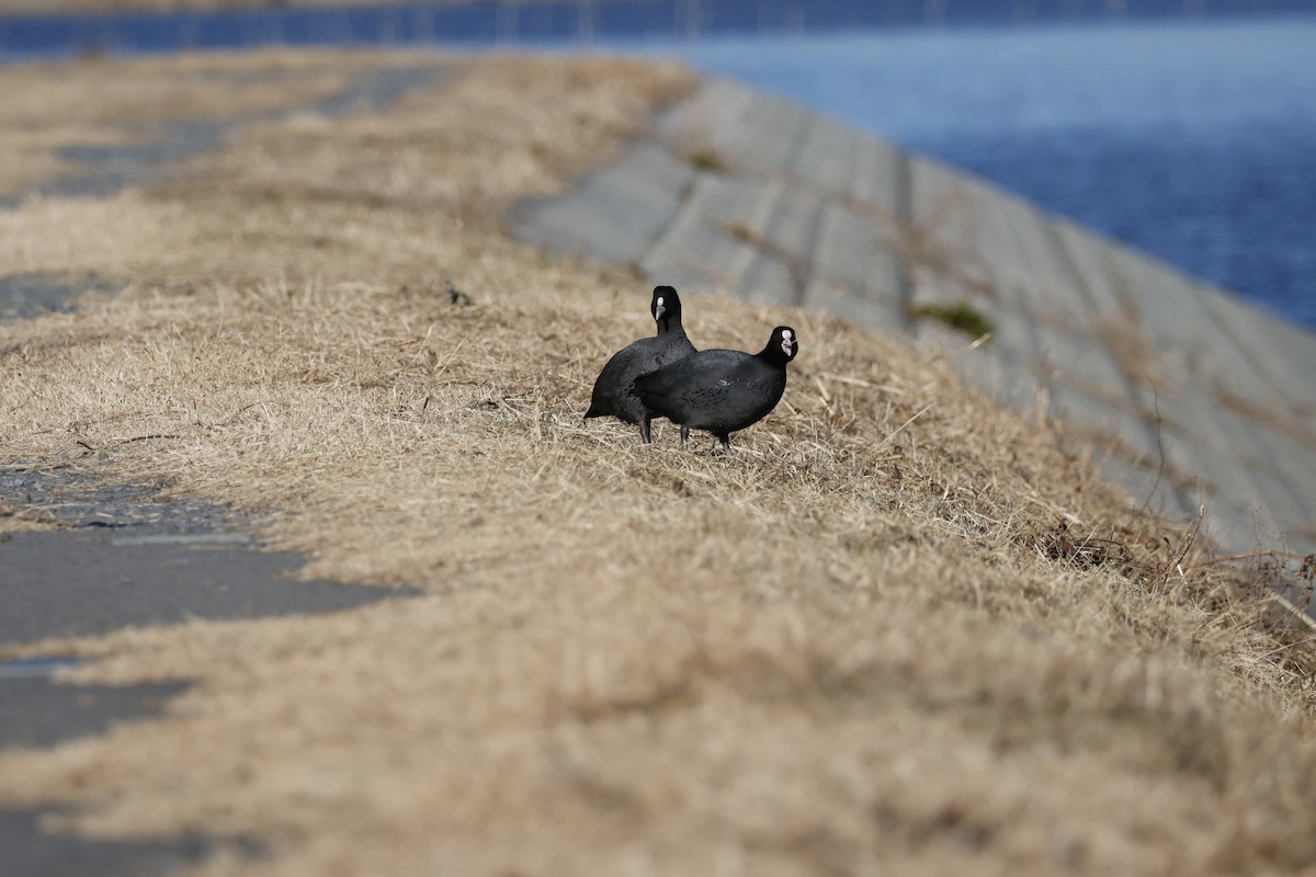 Лиска звичайна - ML647552006