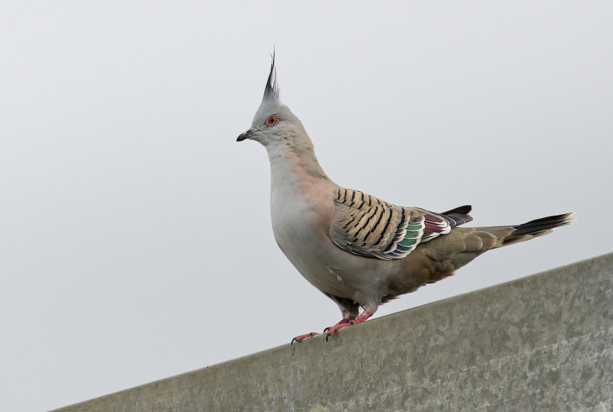 Crested Pigeon - ML647552007