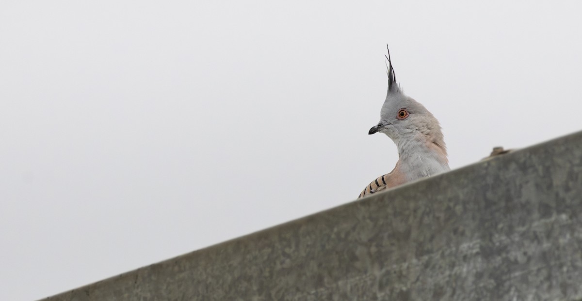 Crested Pigeon - ML647552008
