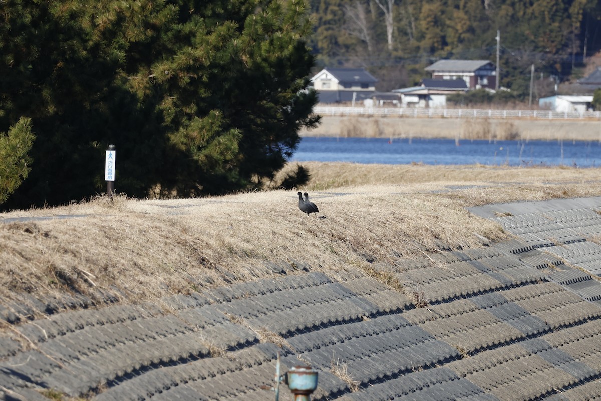 Лиска звичайна - ML647552009