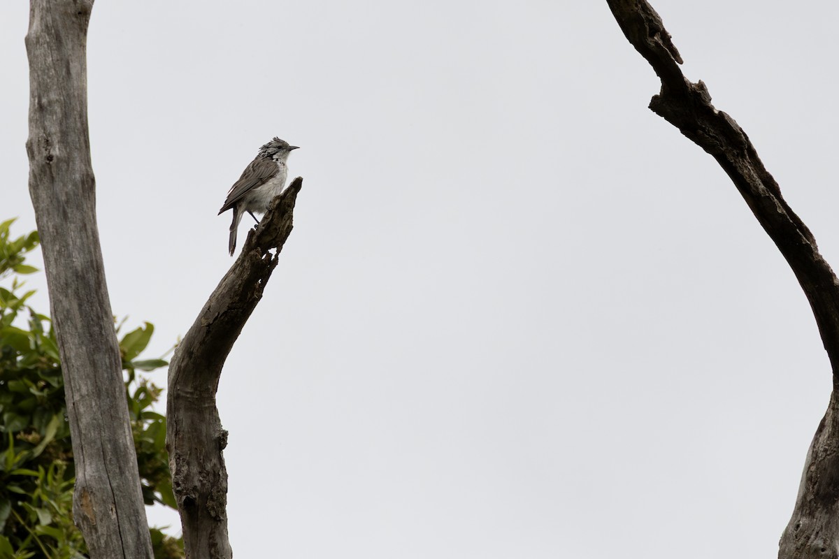 Striped Honeyeater - ML647552014