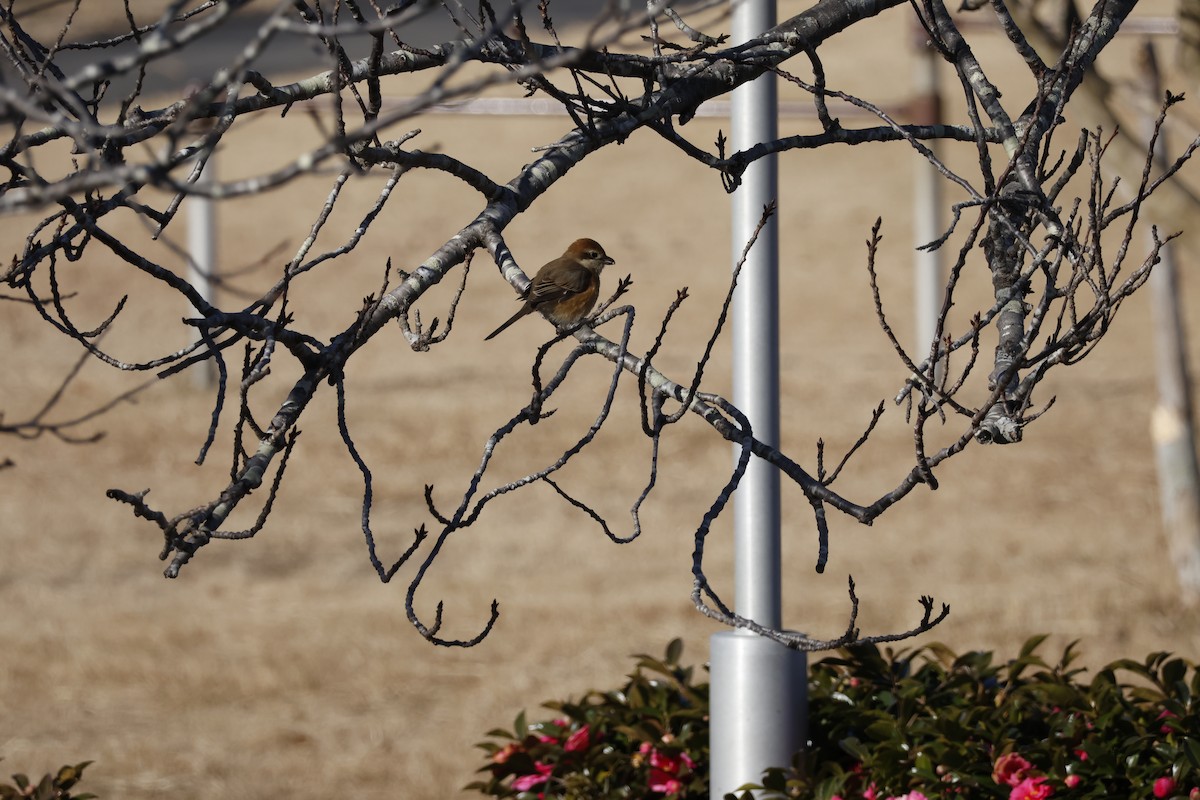 Сорокопуд японський - ML647552015