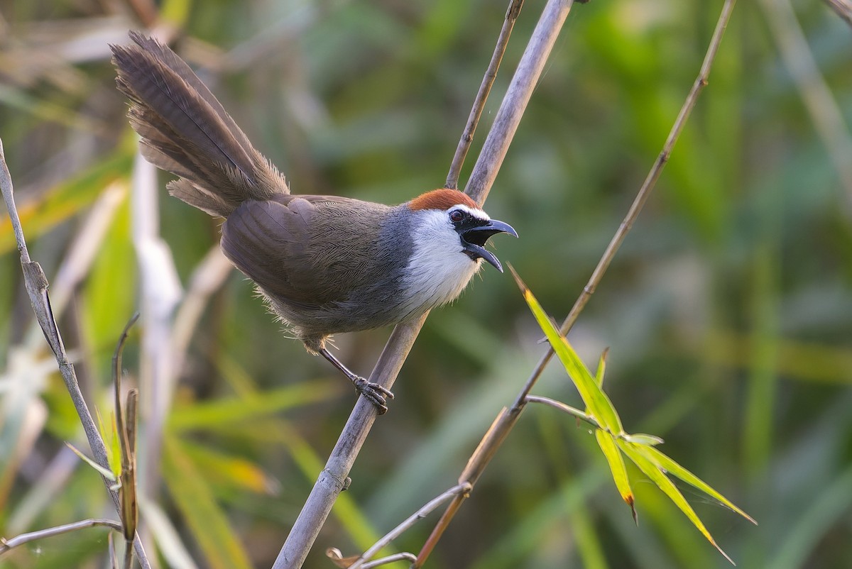 Chestnut-capped Babbler - ML647552017