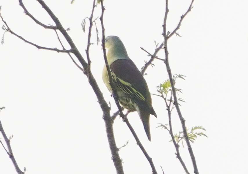 Gray-fronted Green-Pigeon - ML647552018