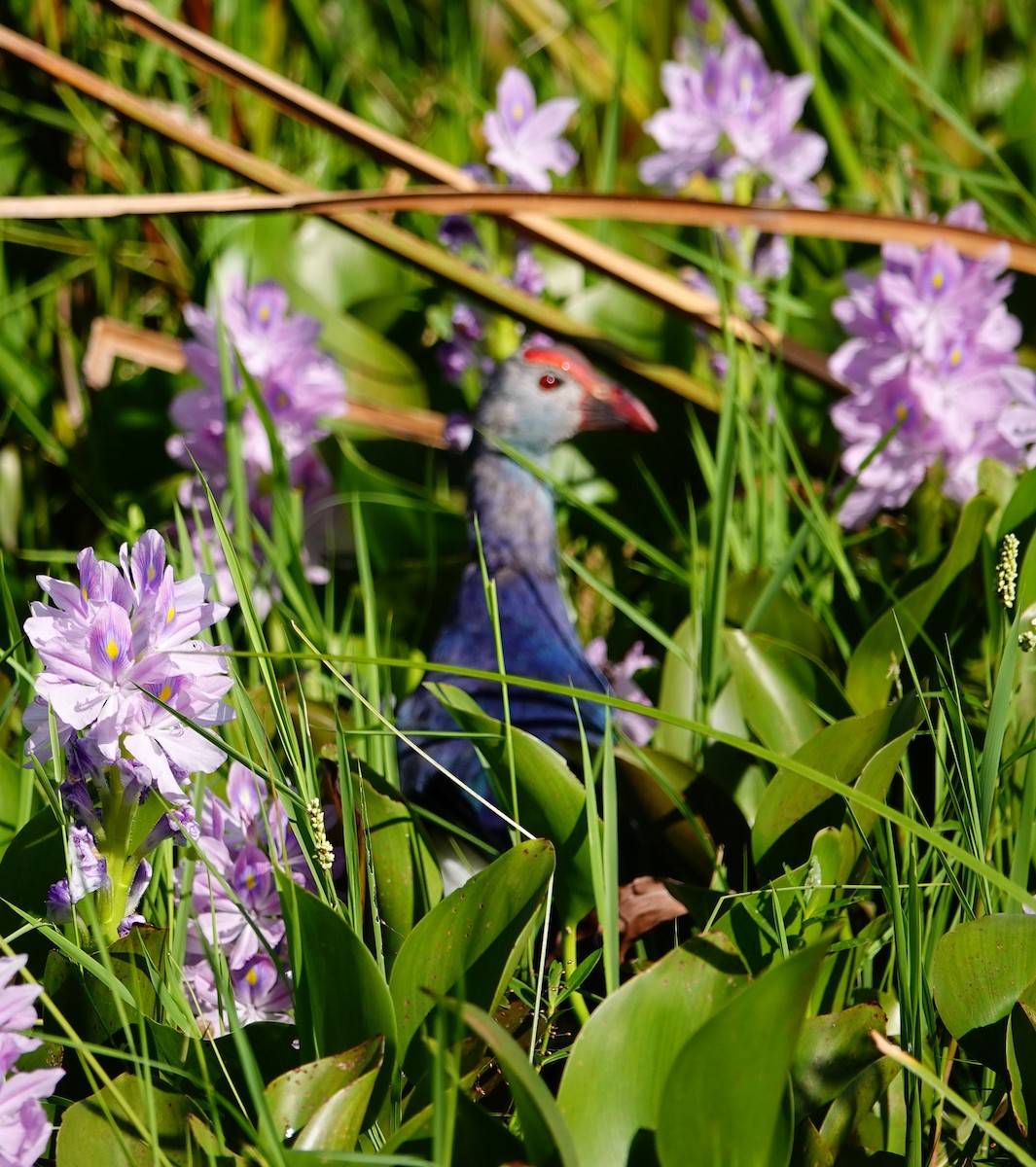 פורפיריה אפורת-ראש - ML647552019