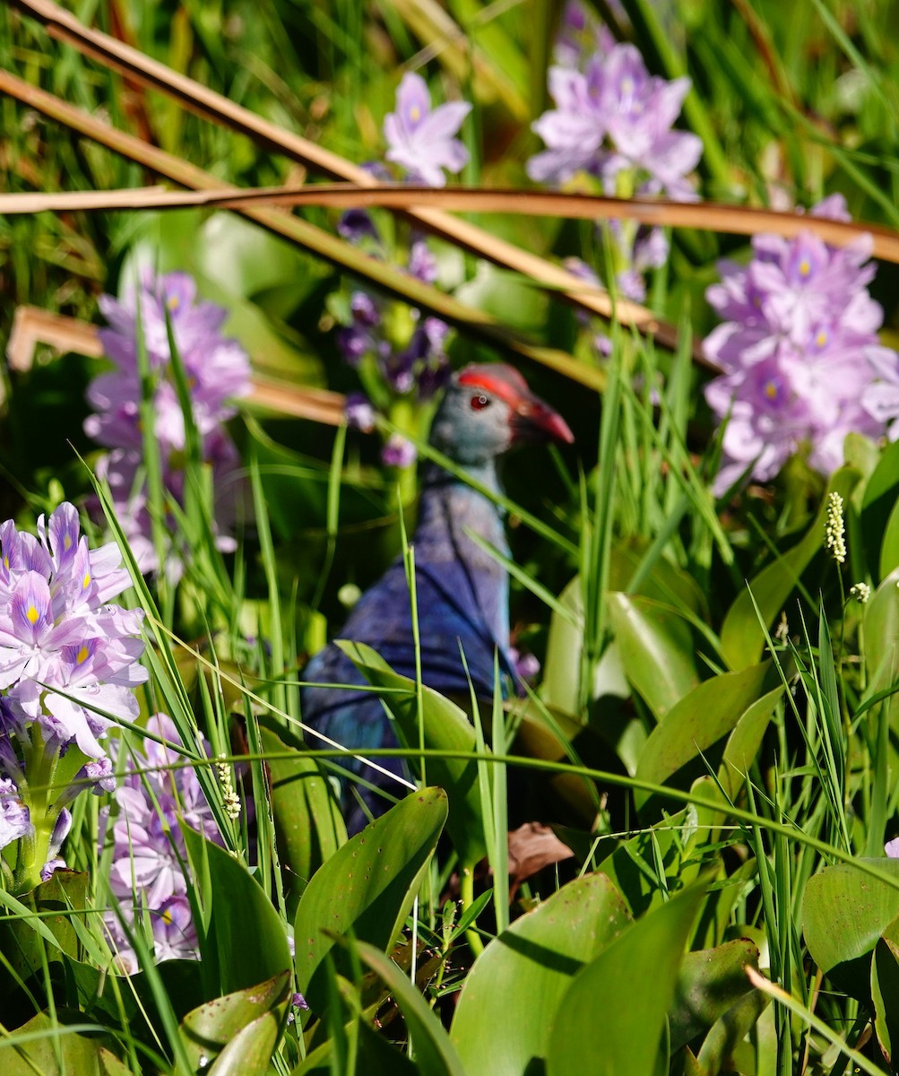 פורפיריה אפורת-ראש - ML647552020