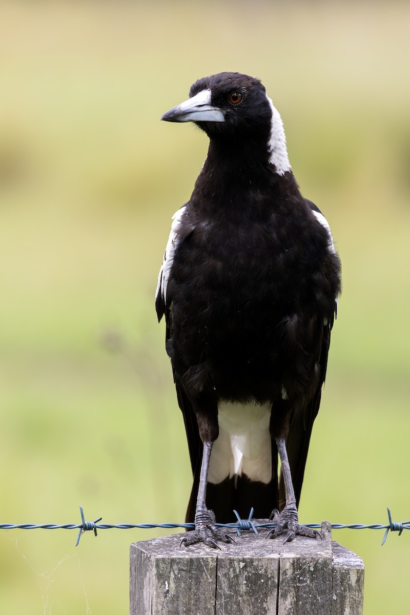 Australian Magpie - ML647552021