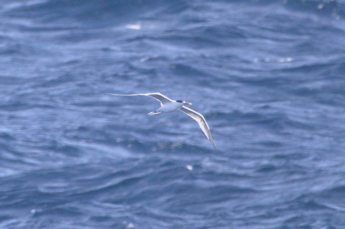 שחפית צהובת-מקור - ML647552022