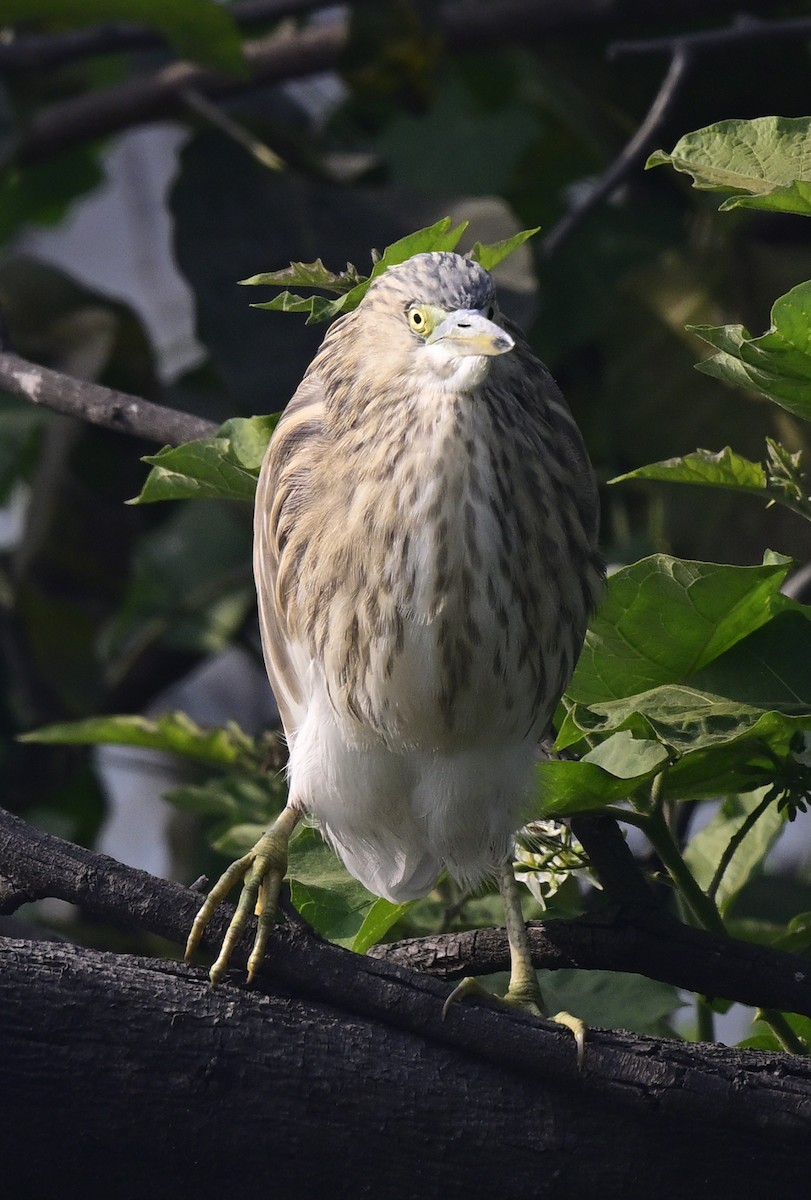 אנפית סוף הודית - ML647552023