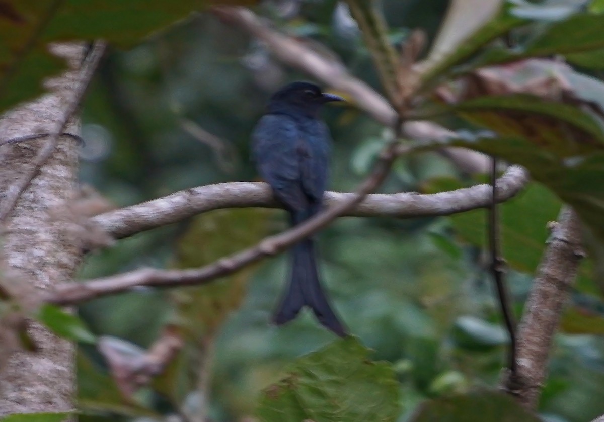 Fork-tailed Drongo-Cuckoo - ML647552024