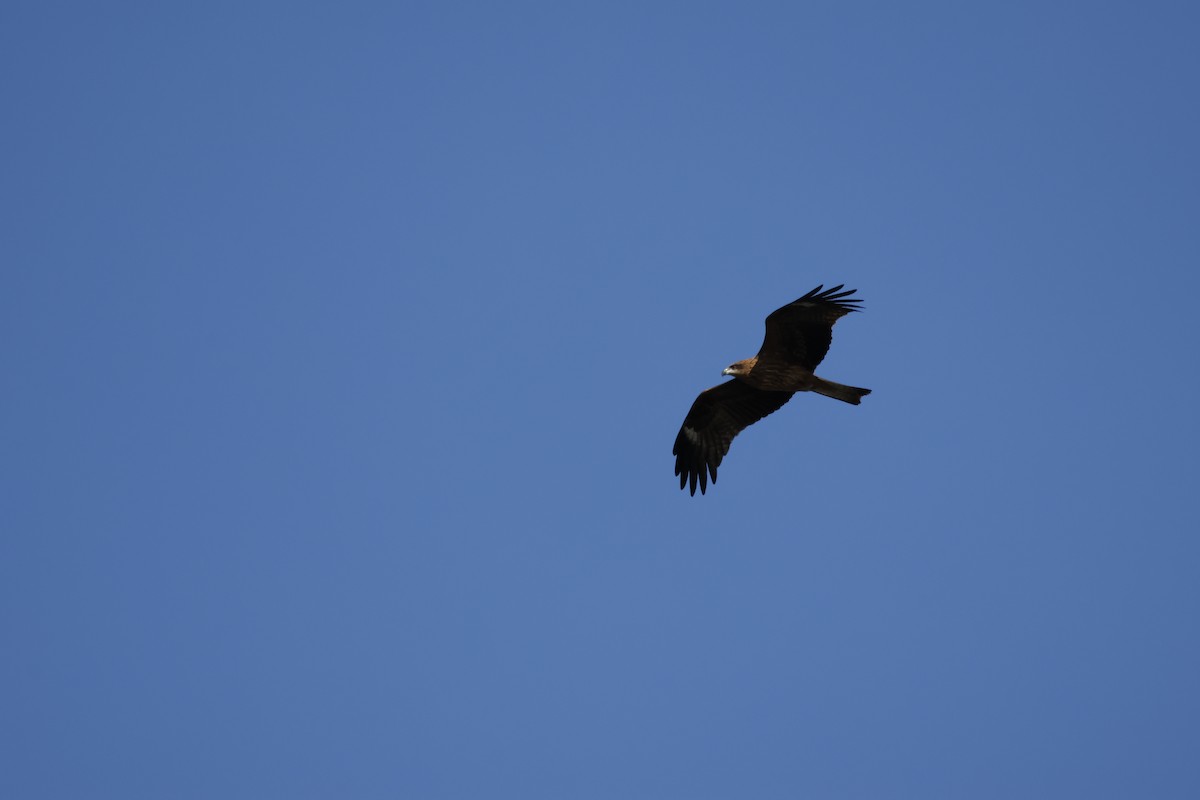 Шуліка чорний - ML647552025