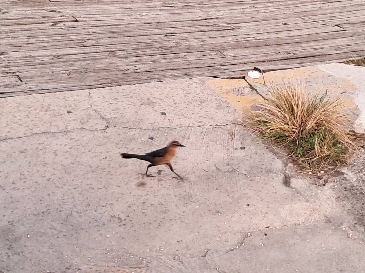 Boat-tailed Grackle - ML647552026
