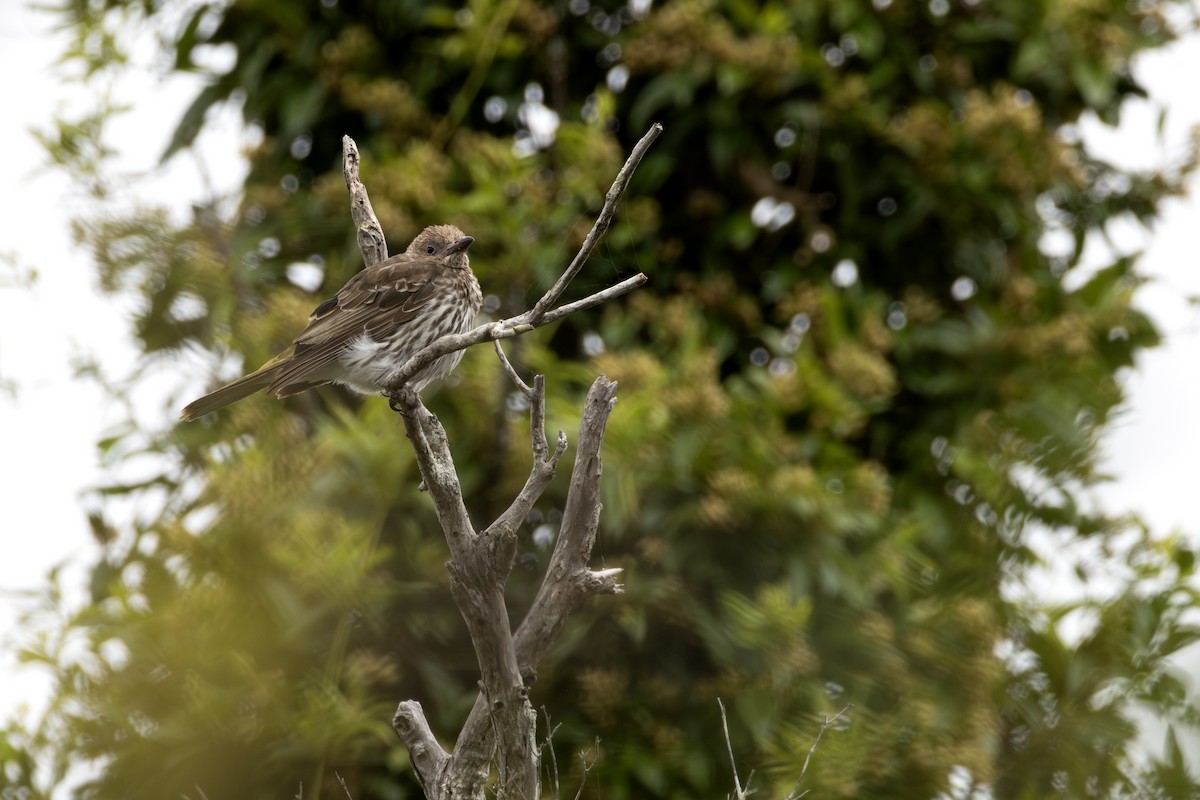 Australasian Figbird - ML647552027