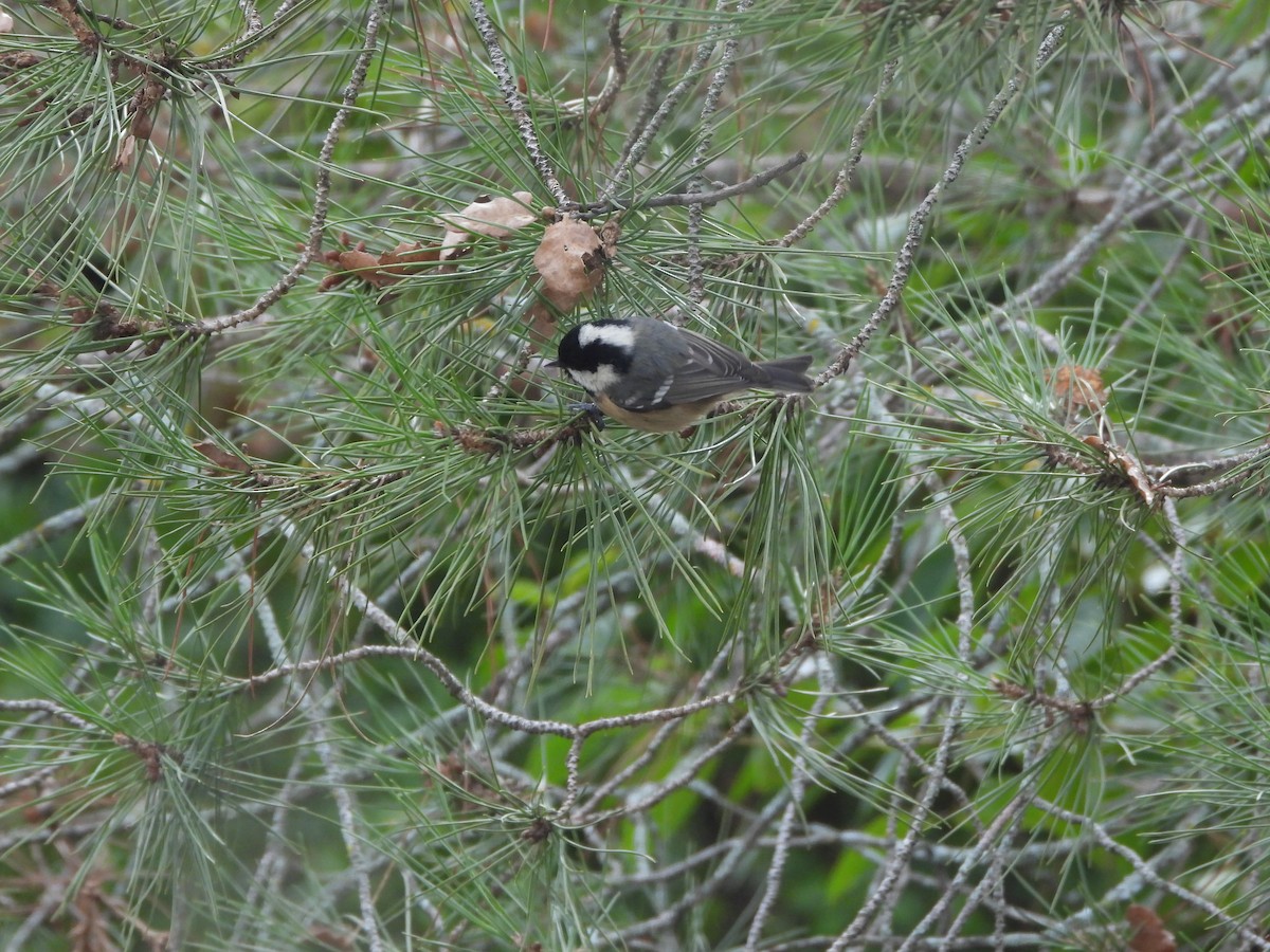 ירגזי שחור - ML647552028