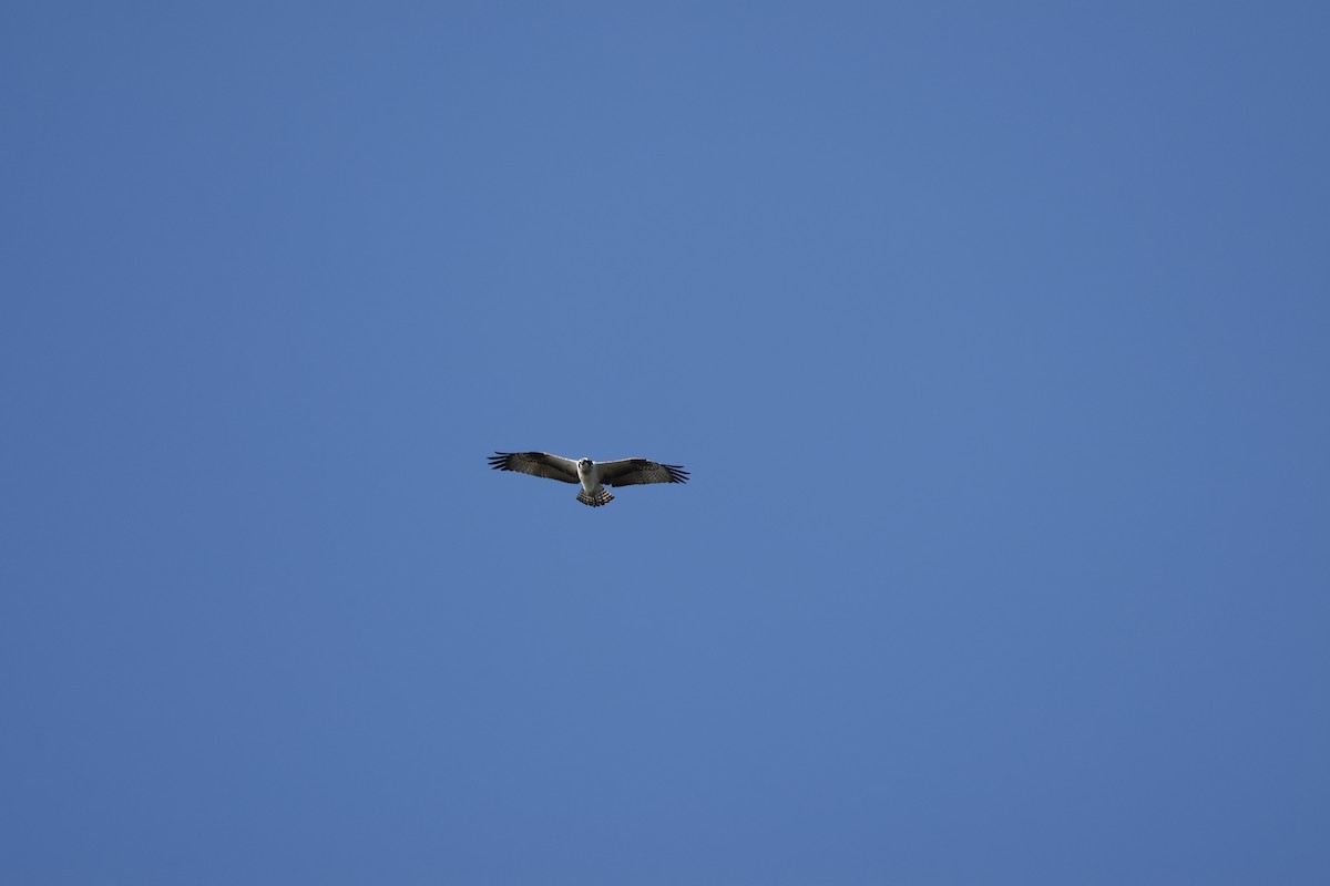 Скопа західна - ML647552033