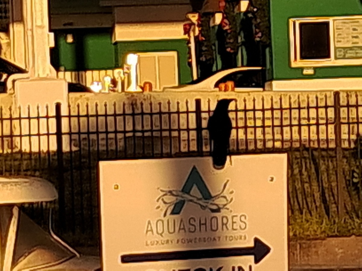 Boat-tailed Grackle - ML647552034