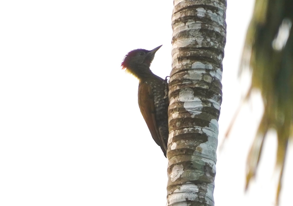 Lesser Yellownape - ML647552037